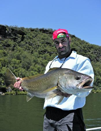 Nice mulloway will be starting to filter back into the system. Live baits, dead baits and lures will all be viable strategies this month.