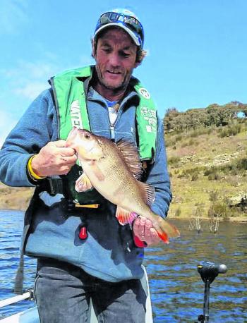 Larger redfin are an acceptable by-catch in Googong Reservoir. They are relatively easy to find in deeper water, take a wide variety of lures and are excellent to eat.