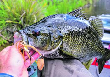 Impoundment bass are creatures of habit when conditions are stable, and slow rolling spinnerbaits in and around structure as light fades is about as consistent as it gets for this time of year.
