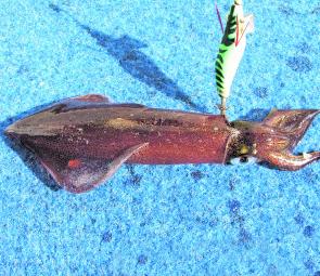 A big squid taken on a jig allowed to bounce around under the boat.