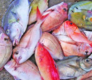 A typical mixed bag you can expect when bottom bashing on the South Coast – snapper, morwong, pigfish, nannygai, scarlet sea perch, trevally and leatherjacket. North of about Newcastle you can add pearl perch, sweetlip, tuskfish and more.