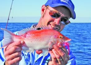 Pigfish are the South Coast’s answer to the tropical coral trout. A pink Mustad Flasher Rig did the job on this tasty item.