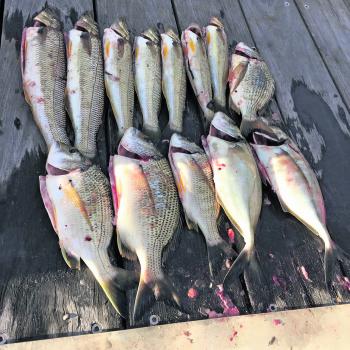 The author recently caught this mixed bag from the Moons in the George's River.