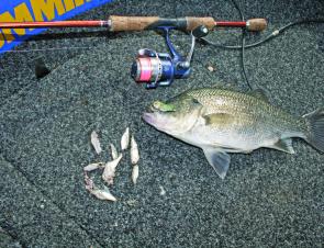 Somerset bass may be tough to catch but there is no doubt they are feeding and in prime condition.
