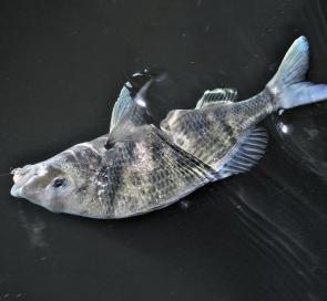 There is an influx of bream along the coast at present, which are easy to catch from the beaches and the estuaries.