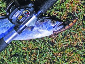 A tailor taken on a diving minnow lure. These fish are prolific around this time of year.