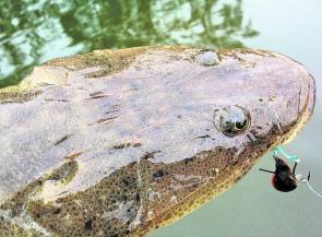 Flathead are a great option as we get closer to the end of the year. Expect to find plenty throughout The Entrance and either side of the bridge right now. In Brisbane Water, some of the better areas are around Woy Woy, downstream towards Ettalong, and th