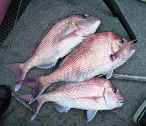 A good average bag of snapper caught by the author.