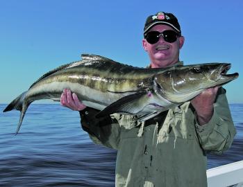 March often provides northern visitors like this cobia.