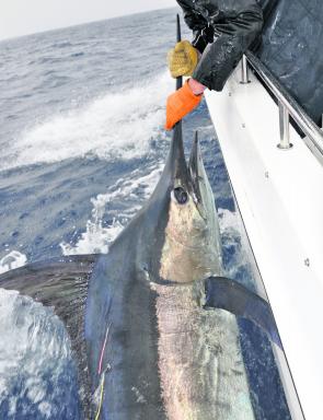Most blue marlin have been 120kg to 140kg, with the odd bigger one thrown in.