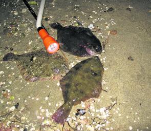 Flounder rarely disappoint those keen to put in a few hours on a summer night. Always go out on a new moon, the darker the night the better. 