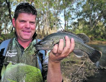 Brett Corker with a nice little trout cod caught in Wangaratta. This trout cod is a perfect specimen for people to look at and familiarise themselves with the differences between trout cod and Murray cod. 