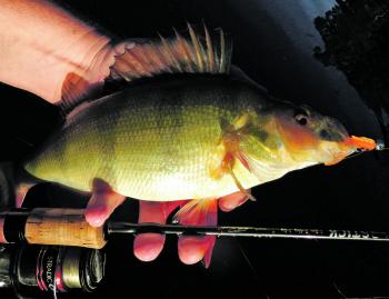 The Strike Tiger nymph in the new orange spawn colour has been bringing the author a lot of success on the local redfin recently. These will be dynamite in Lake William Hovell in March. 
