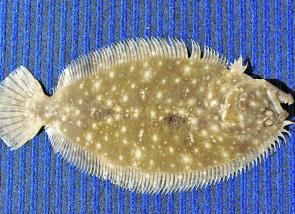Washaway Beach is the hot spot for flounder this winter.