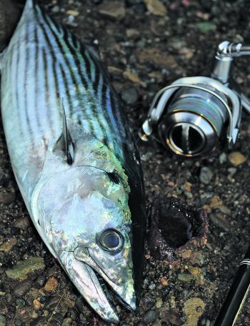 High speed spinning with metal lures or casting whole pilchards on ganged hooks from the deeper ledges and headlands are good ways to find bonito and other small pelagic predators at this time of year.