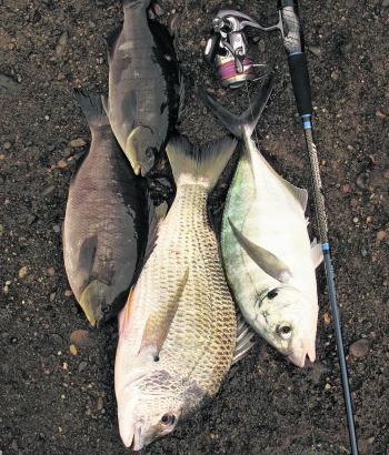 Mixed bags are common when using white bread as bait from the rocks. Bread mashed into a pulp with some seawater makes an excellent berley to attract the fish as well.