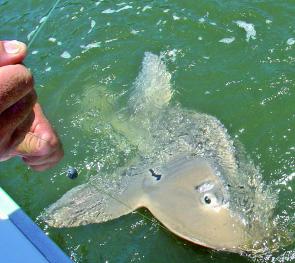 One of those weird critters you encounter in the sea, a bow mouth guitarfish – what a quirky catch!