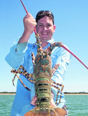 Large painted crays will be on the march in August around all of Bowen’s islands.