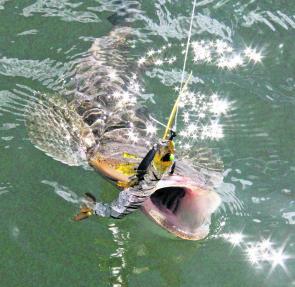 Flathead will dominate the catches in the creeks and soft plastics are ideal to get the best fish. 
