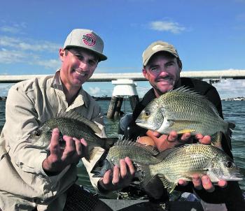 The Brisbane River has been on fire with bream.