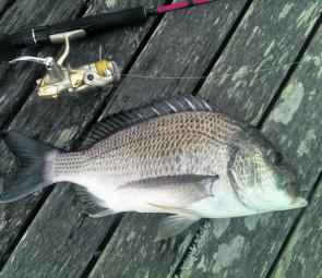 A nice late afternoon Macleay River bream.