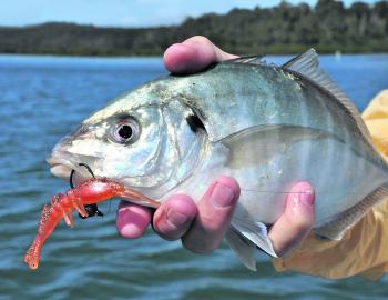 When prawns are abundant in the estuaries, what do you use?