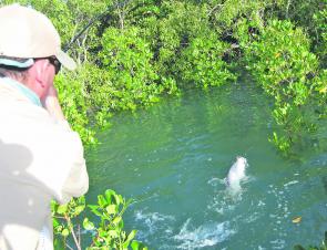 Hooked up and onto a barra in the mangroves – the battle is on!
