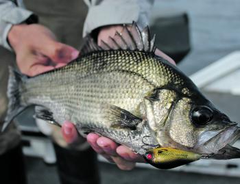 Perch a suckers for shad-style hardbodies.