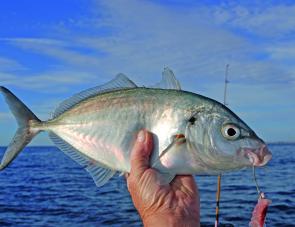Trevally can usually be relied on for a feed this month over the shallow reefs.