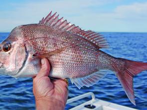 Snapper will start to move in over the reefs at the end of this month.