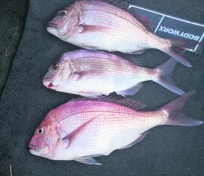 Three nice snapper caught by the author and his family.