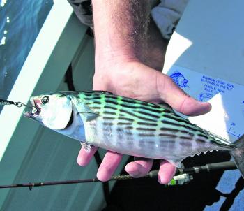 Baitfish like this bonito make excellent bill fish bait, dead or alive.