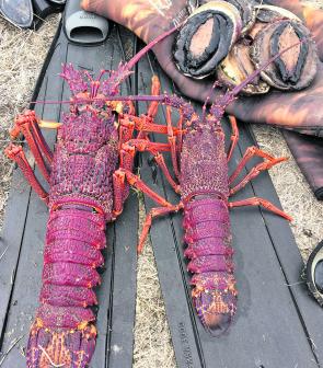 Crays and abalone are prime targets in May.