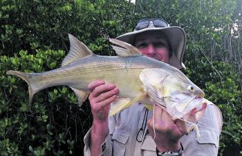 Threadfin have been in plenty in the Hinchinbrook Channel.