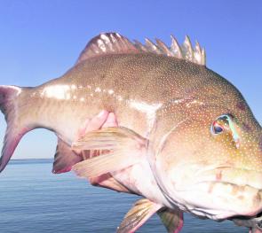 A decent sized coral trout is a desirable catch when jigging the Whitsundays this month.