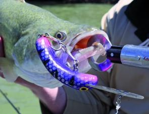 Murray cod and AC Lures, a winning combination for the Easter fishing season in Mildura's Murray River.