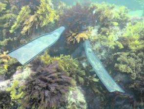 A set of long bladed fins are required for serious underwater hunting.