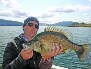 The first golden perch for spring, caught in early September with the water temperature peaking at 12.6ºC and the air temperature was slightly cooler. The water and air temperature have risen considerably since then and so has the resident golden perchs’ 