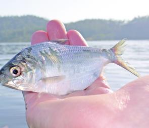 Boney bream are the primary food source for impoundment barramundi and finding large amounts of them is a key to finding more fish.