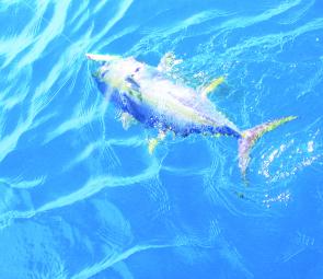 Yellowfin tuna have been spotted up north. They are good for providing lively action in the warm water.