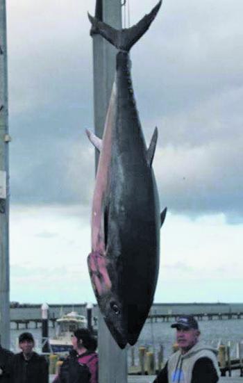 Amazing late run of monster tuna in Portland.