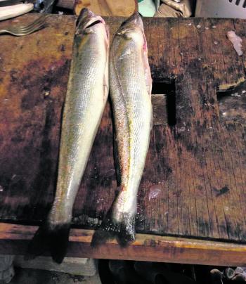 These quality whiting are being caught at Port Albert.
