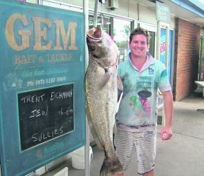 Trent Eichmann took this hefty mulloway on live bait around the ‘Pin. 