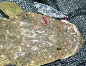 Flathead are viable cold-weather options; you just need to fish shallow, warm zones with structure and tidal flow.