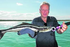 Tom Davis from Melbourne caught and released this 75cm cobia at the river mouth while on a Noosa River Fishing Safari.