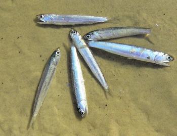 Anchovies washed ashore on Fraser’s ocean beach.