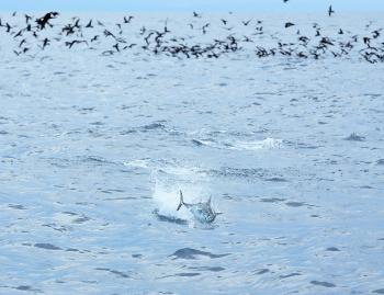 Give the estuaries a break, get offshore and into some tuna action. (Photo courtesy of Andrew Mckinstray)