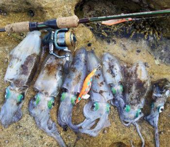 Reno enjoyed a successful Port Hacking squid session recently.