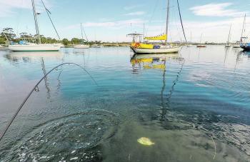 Hardbodied lures, like the Lucky Craft Pointers, are one of the ‘go-to’ lures for a lot of bream anglers.