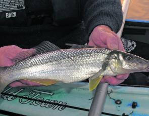 This Winter whiting from the lakes took a black and red Ecogear blade.